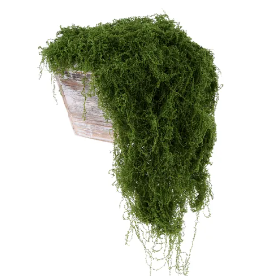 A potted plant with a lush, green, cascading growth covering the entire container.