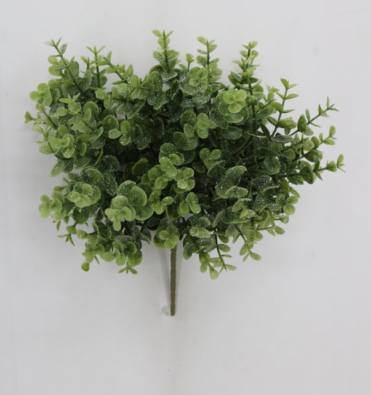A cluster of green, leafy plants with small, round leaves arranged in a natural, organic pattern against a plain white background.