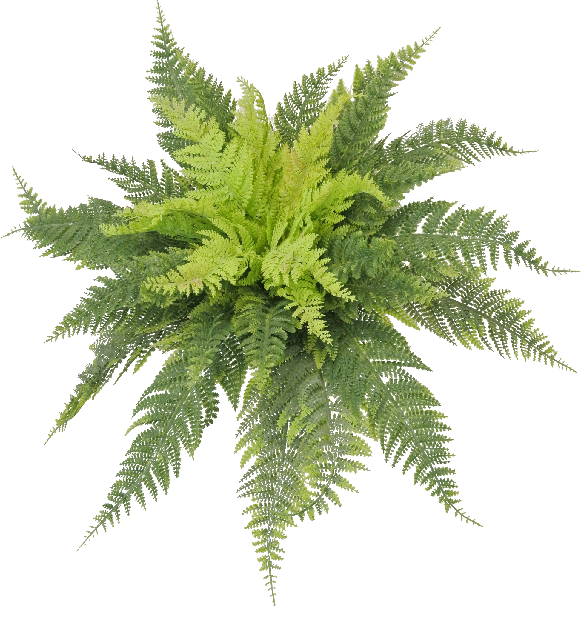 A lush, green fern plant with long, thin fronds spreading out in a radial pattern.