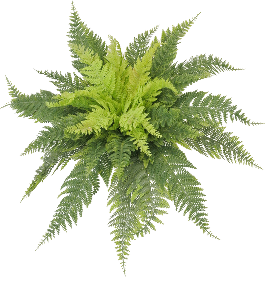 A lush, green fern plant with long, thin fronds spreading out in a radial pattern.